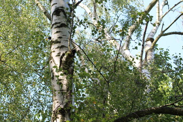 Fototapeta premium Birch tree with green leaves against blue sky background. Birch tree background 