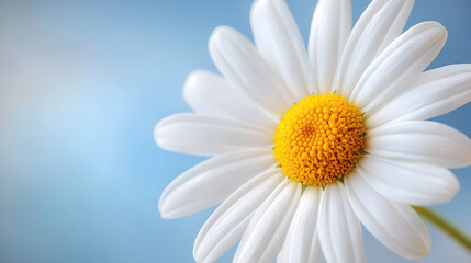 Fototapeta premium A vibrant white daisy with a golden yellow center, radiating freshness against a bright blue sky backdrop.