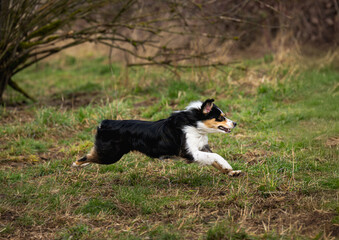 2023-12-31 SIDE SHOT FO A TRI COLORED AUSTRALIAN SHEPARD RUNNING ACROSS A GREEN FIELD AT A OFF LEASH DOG AREA IN REDMOND WASHINGTON
