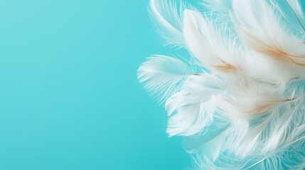 Fototapeta premium Beautiful dandelion flower with feathers on turquoise background. Macro photo.