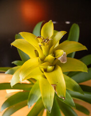 Obraz premium green plant in a vase