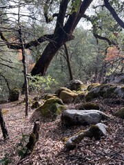 Fototapeta premium tree in the forest