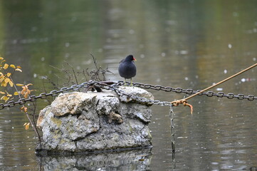 Poule d'eau sur un rocher