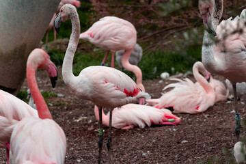 Naklejka premium Animals in zoo and wildlife. High resolution photo.
