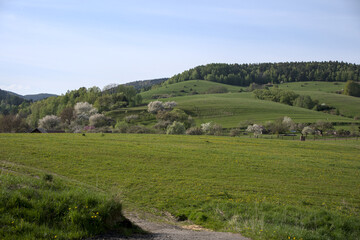 Obraz premium Open countryside with meadows, blooming trees, and gentle hills under a clear blue sky, featuring rustic farmhouses in the distance