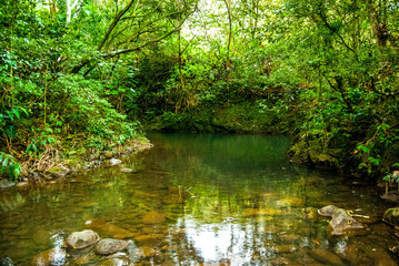 Relaxing Smooth Stream Rolling Through Rainforest on Maui, Hawaii