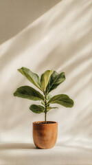 Fiddle Leaf Fig in a Rustic Terracotta Pot with Warm Light and Shadows