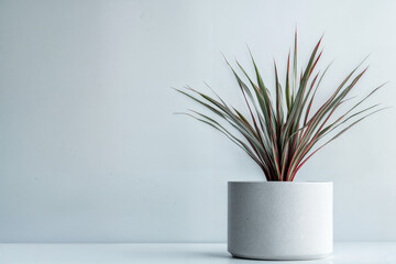 Minimalist Dracaena Marginata in a Textured White Planter on a Soft Background