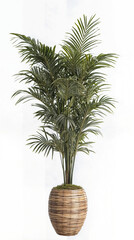 Elegant Kentia Palm in a Woven Basket Planter on a White Background