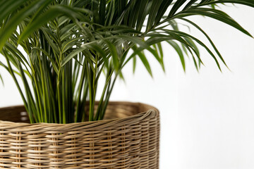 Close-Up of Kentia Palm Stems and Woven Basket Planter