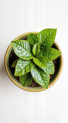Top-Down View of a Vibrant Mini Monstera in a Ceramic Pot