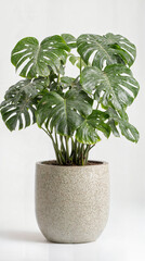 Monstera Deliciosa in a Speckled Ceramic Pot on a White Background