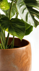 Close-Up of Monstera Deliciosa Leaves and Textured Terracotta Pot