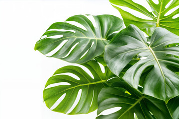 Close-Up of Monstera Deliciosa Leaves with Fenestrations on a White Background