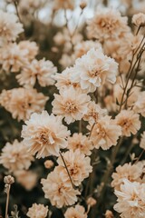 An elegant image of a delicate lilac flower on a beige background: a wintery image from Chicago in February of a delicate dry flower