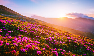 Obraz premium Magical rhododendron flowers on mountain slopes in pink shades. Carpathian mountains, Ukraine. Photo wallpapers.