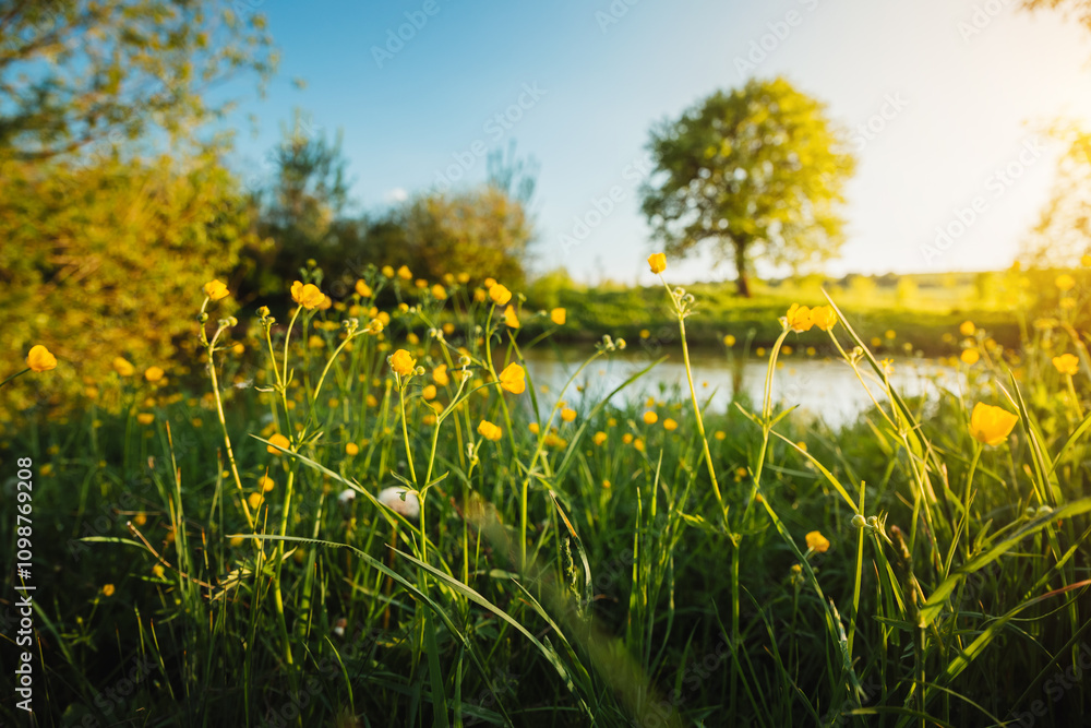 Poster atmospheric view of a spring grove on the bank of a river with a lone tree in the morning light.