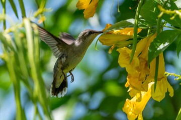 Hummingbird