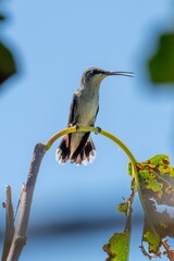 hummingbird on a branch