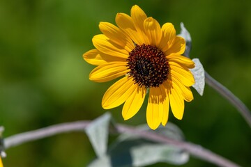 yellow sunflower 