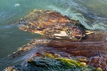 turtle in the sea