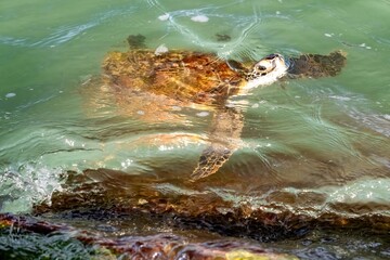 turtle in the water
