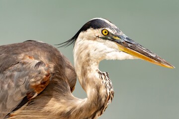 great blue heron