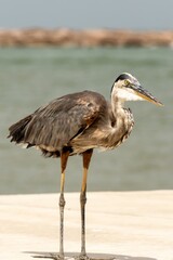 great blue heron