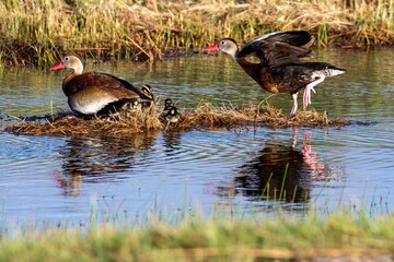 duck in the water