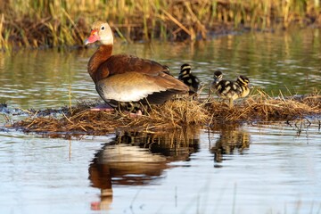duck in the water