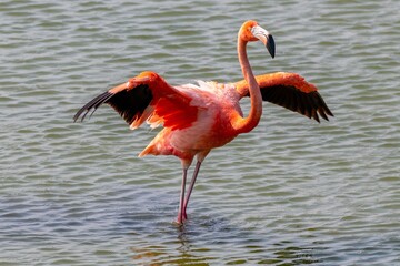 flamingo in the water