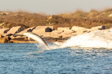 Dolphin bow wake