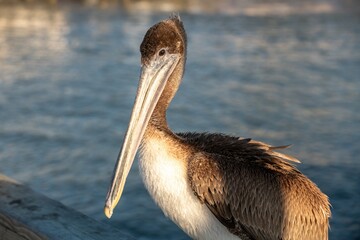 Brown Pelican