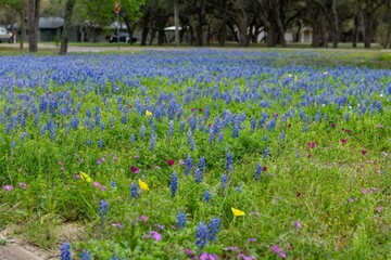 Blue Bonnets