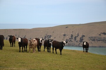 Herd of young suckler beef heifers cows grazing in a seaside paddock