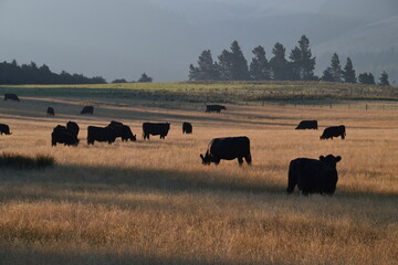 black angus beef suckler cows grazing in a field on a golden summer autumn day, agriculture,...