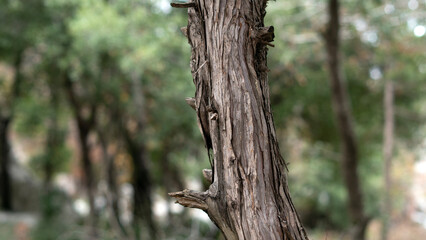 Obraz premium Tree, bark close-up. Close-up of tree bark in the forest for a natural background. Nature. Details. Focus on tree trunk with blurred background