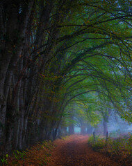 Fototapeta premium autumn forest in the morning, Wallonia, Belgium