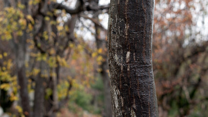 Obraz premium Tree, bark close-up. Close-up of tree bark in the forest for a natural background. Nature. Details. Focus on tree trunk with blurred background
