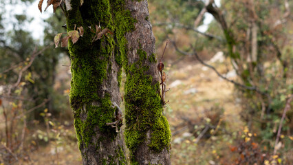 Tree, bark close-up. Close-up of tree bark in the forest for a natural background. Nature. Details. Focus on tree trunk with blurred background