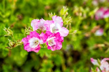 Fototapeta premium Macro shot of a poet's carnation, a herbaceous plant from the Caryophyllaceae family, with white and pink petals and green blurred leaves in the background, commonly used as an ornamental garden plant