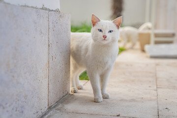 Fototapeta premium White blue-eyed cat in green grass