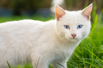 White blue-eyed cat in green grass