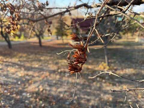 Lilac (Syringa vulgaris) twig and dry seeds. Close up of lilac branch with dry seed pods. Last year seeds capsules. Brown lilac seed pod in autumn between colorful leaves. Olive family, Oleaceae.	