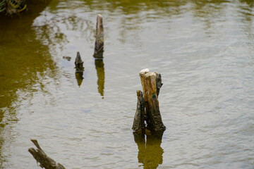 Old wood inside a water pond