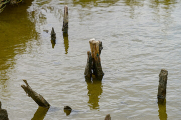 Wood logs in the water pond