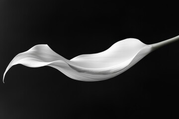 Isolated black background featuring a graceful white calla lily
