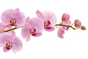 Obraz premium Isolated branch of a tropical pink orchid on white Clipping path included