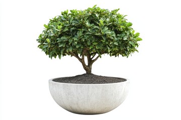 Isolated Ficus altissima in a concrete planter on a white background for decorative use in parks or gardens with trimming options