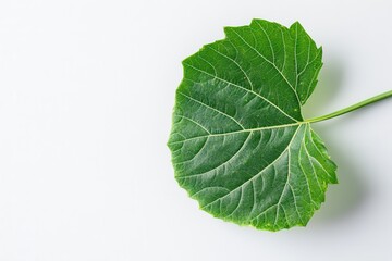 Obraz premium isolated melon green leaf on white